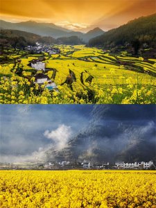​太美了！盘点中国8大油菜花海观赏地
