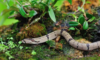 ​浙江子思桥村：全村800多人，却养300多万条蛇，还自建养蛇博物馆