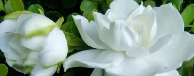 ​栀子花花苞怎么养护