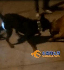 ​实拍公众场所聚众斗狗 场面太血腥了