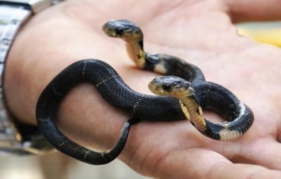 ​唐山双头蛇，世界之最