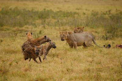 ​鬣狗与狮子