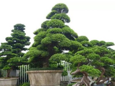 ​陈村花卉世界-中国盆景大观园