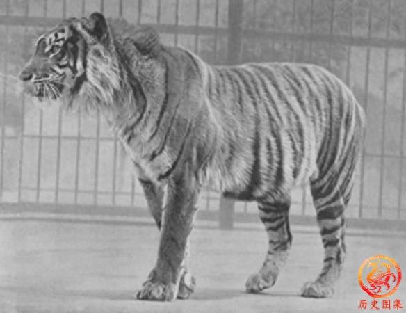 被人类灭绝的动物老照片：图一是澳洲袋狼，图九犀牛曾广布中国