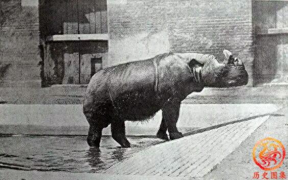 被人类灭绝的动物老照片：图一是澳洲袋狼，图九犀牛曾广布中国