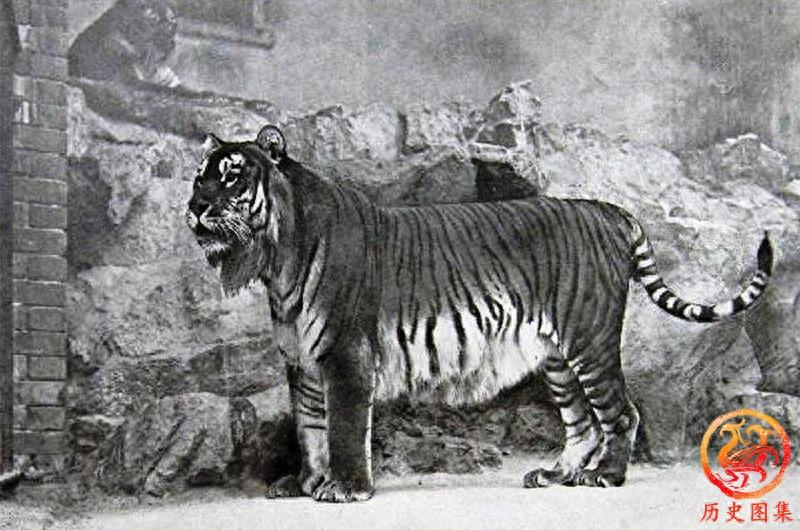 被人类灭绝的动物老照片：图一是澳洲袋狼，图九犀牛曾广布中国