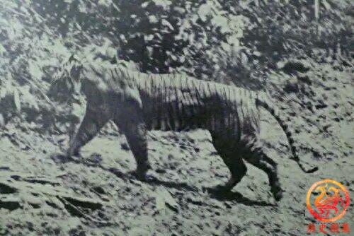 被人类灭绝的动物老照片：图一是澳洲袋狼，图九犀牛曾广布中国