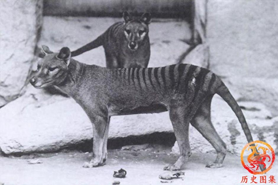 被人类灭绝的动物老照片：图一是澳洲袋狼，图九犀牛曾广布中国