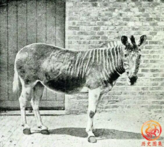 被人类灭绝的动物老照片：图一是澳洲袋狼，图九犀牛曾广布中国