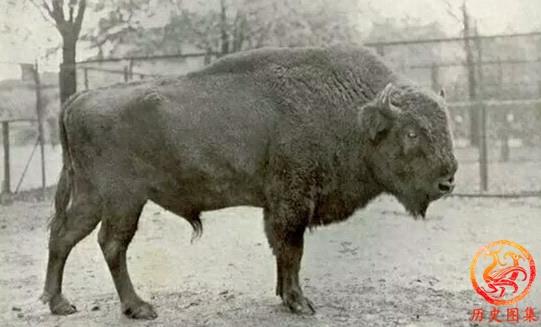 被人类灭绝的动物老照片：图一是澳洲袋狼，图九犀牛曾广布中国