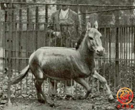 被人类灭绝的动物老照片：图一是澳洲袋狼，图九犀牛曾广布中国