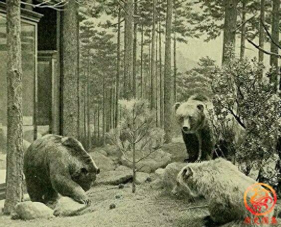 被人类灭绝的动物老照片：图一是澳洲袋狼，图九犀牛曾广布中国