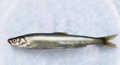 ​抗浪鱼：曾获康熙青睐成朝廷贡品，差点吃到灭绝，如今150元1斤