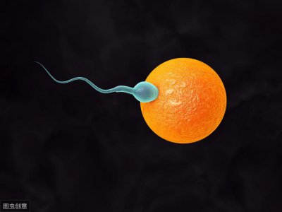 ​聊聊人类生殖过程