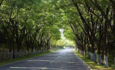 ​说说河北省11个地级市的市花、市树