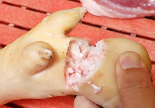 猪肉解剖图及各部名