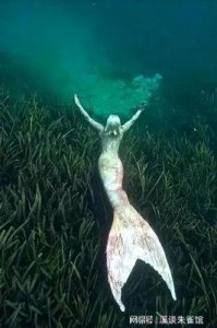 ​现实中的美人鱼——儒艮，你见过它的美吗？