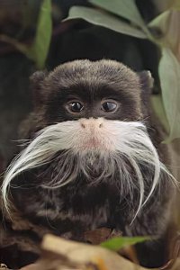 ​10大长相比较奇怪的动物