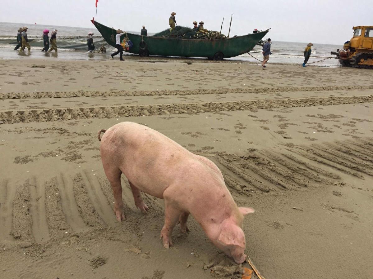 图虫人文摄影:闯海的猪