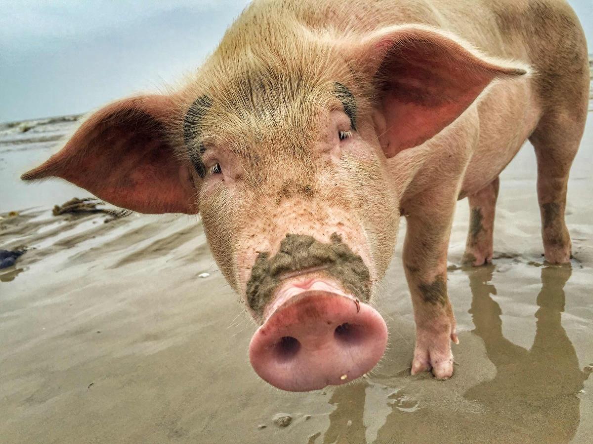 图虫人文摄影:闯海的猪