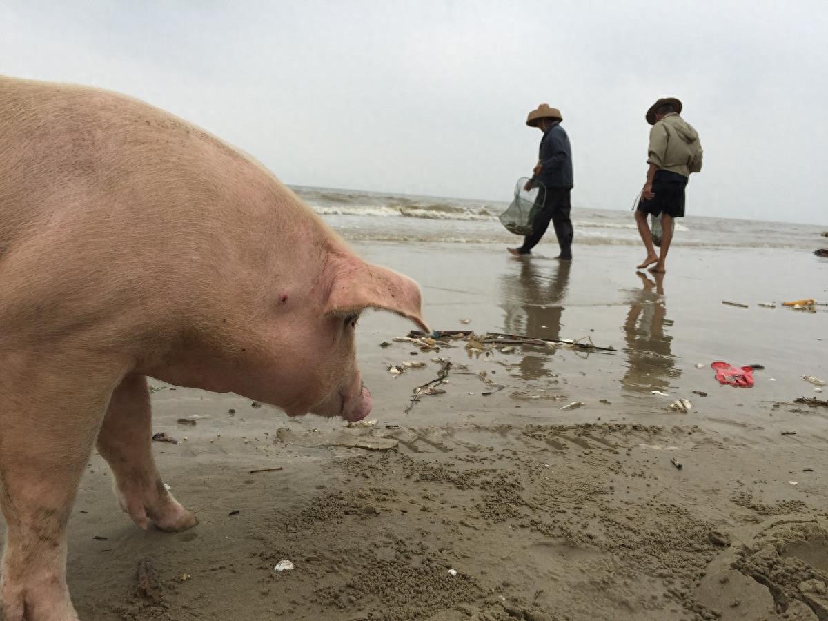 图虫人文摄影:闯海的猪