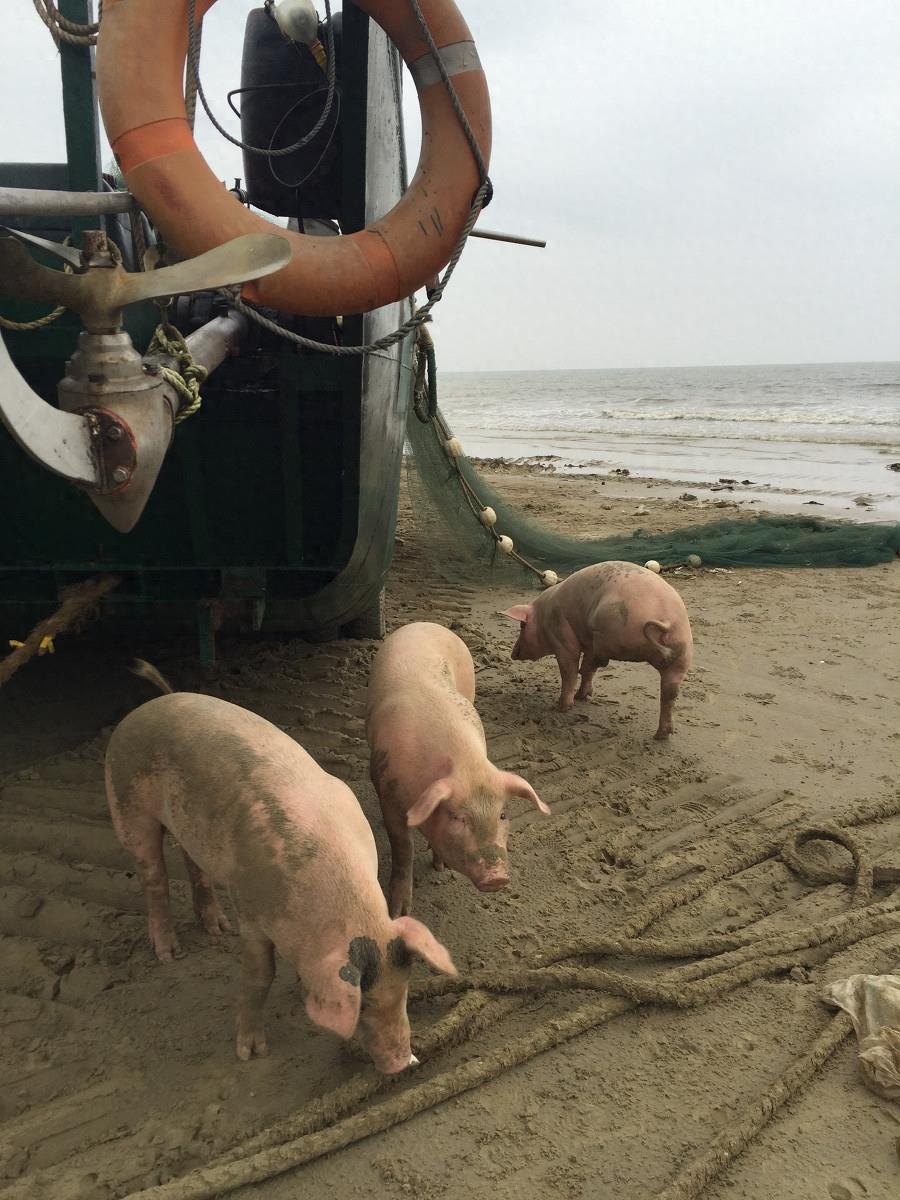 图虫人文摄影:闯海的猪