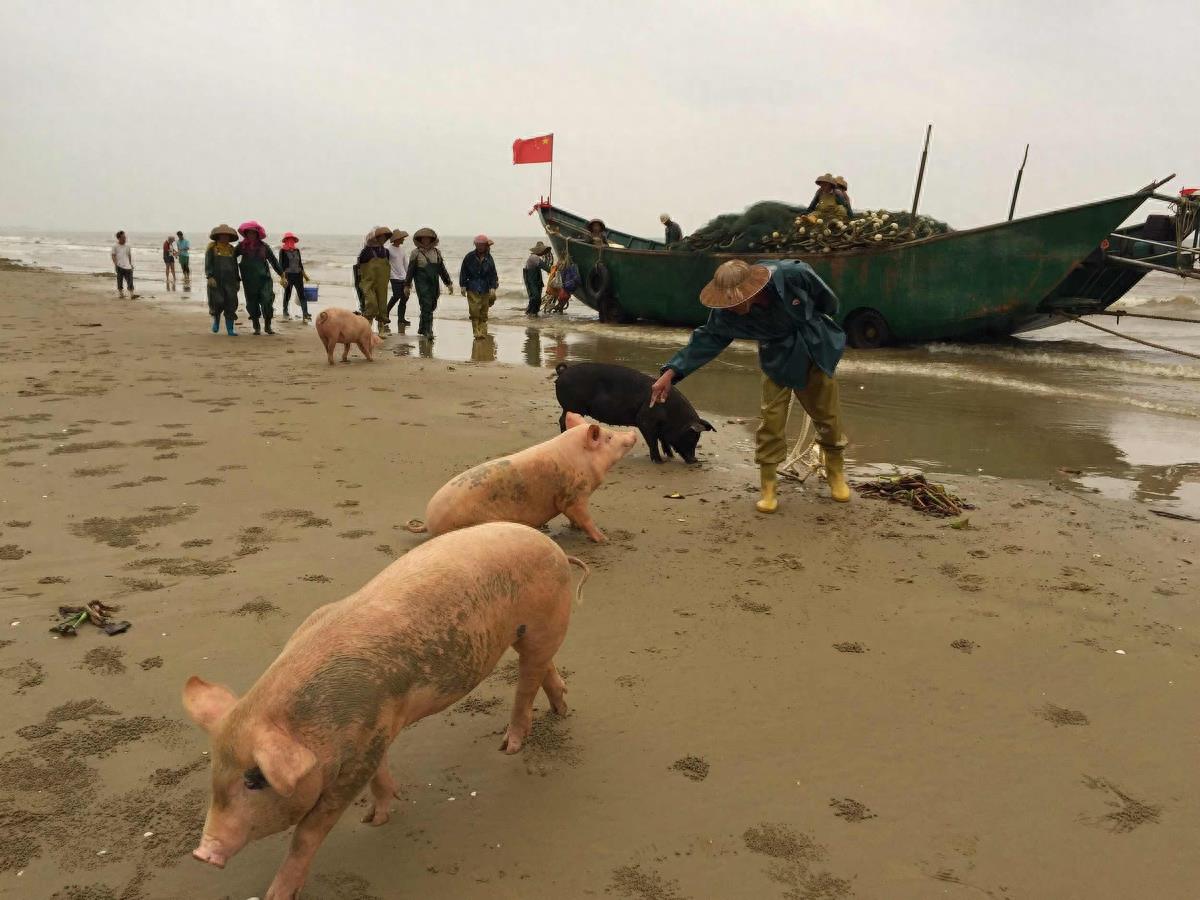 图虫人文摄影:闯海的猪