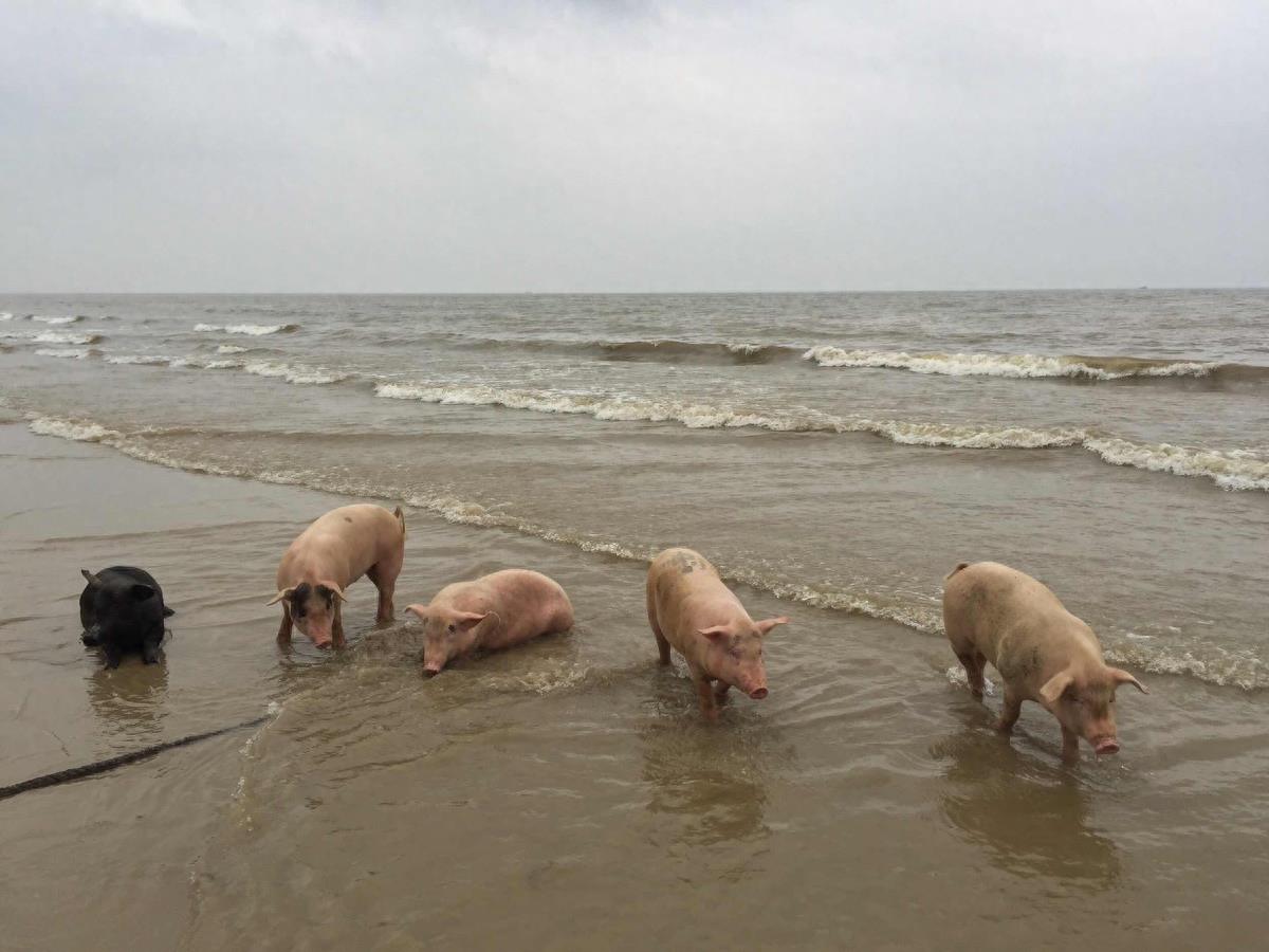 图虫人文摄影:闯海的猪