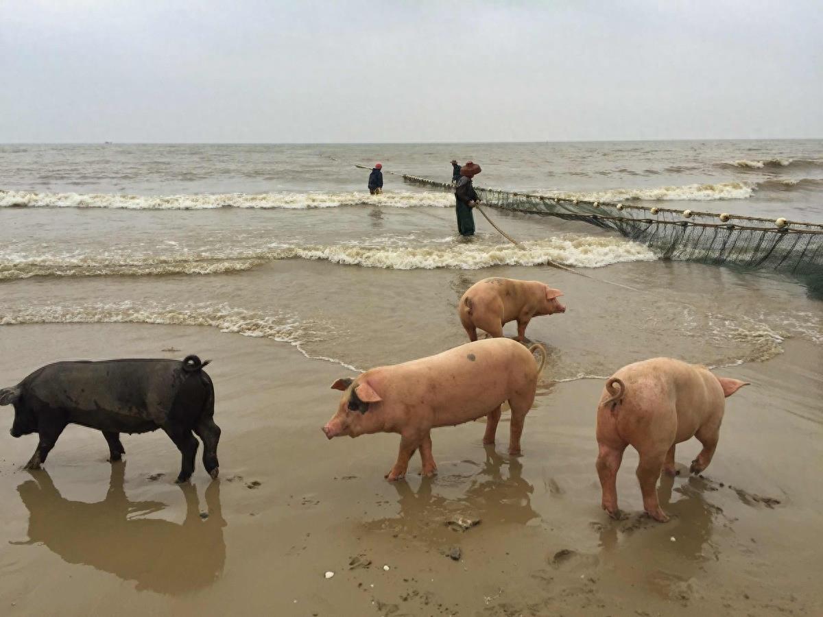 图虫人文摄影:闯海的猪