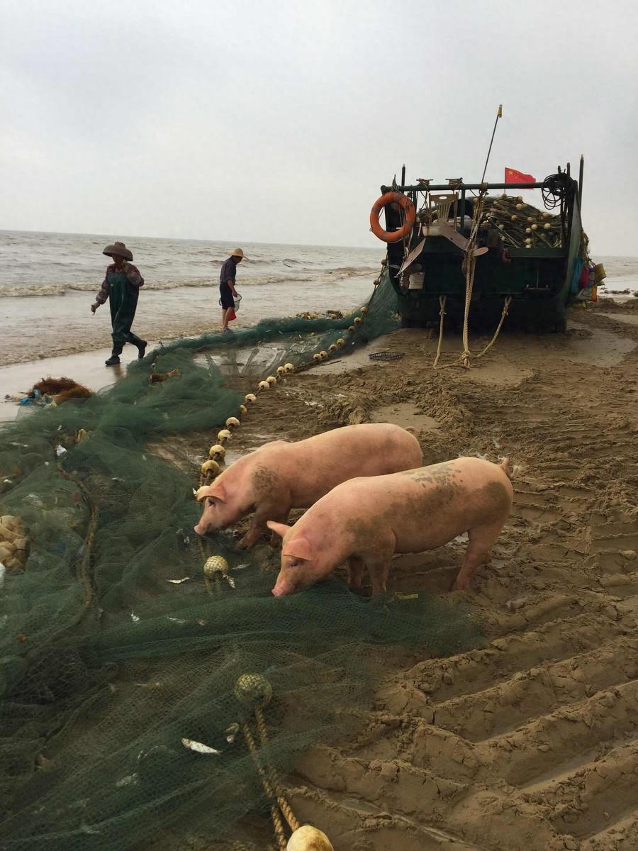图虫人文摄影:闯海的猪