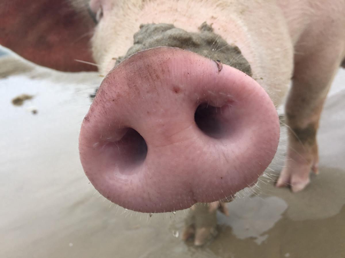 图虫人文摄影:闯海的猪