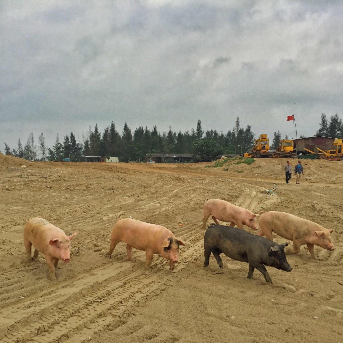 图虫人文摄影:闯海的猪