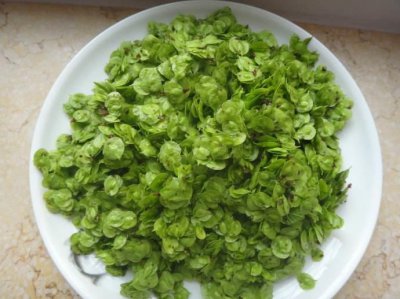 ​教你四种美味榆钱的做法