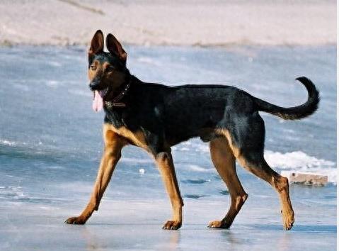 狗的品种中的苏联红犬，你了解么？