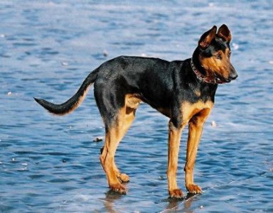 ​狗的品种中的苏联红犬，你了解么？