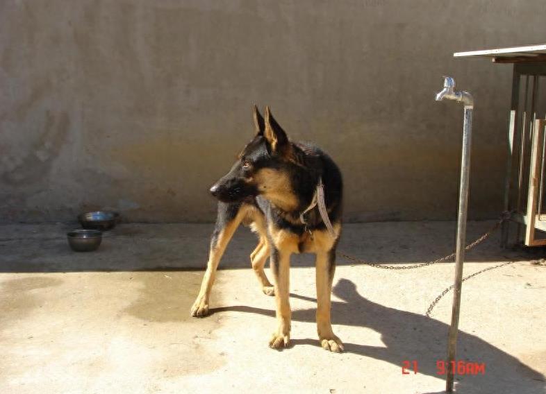 狗的品种中的苏联红犬，你了解么？