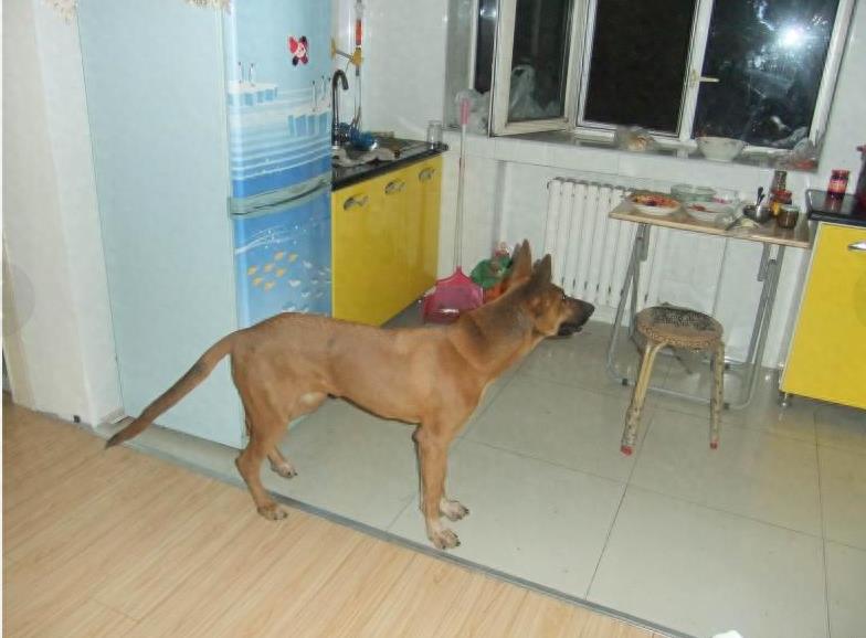 狗的品种中的苏联红犬，你了解么？