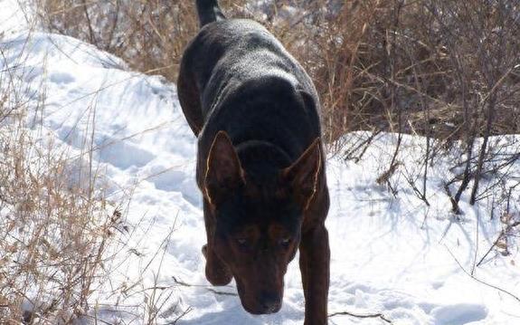 狗的品种中的苏联红犬，你了解么？