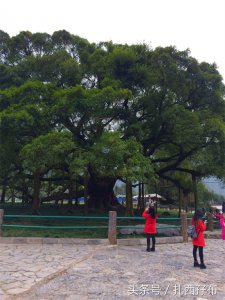 ​桂林阳朔有一棵神奇的千年大榕树