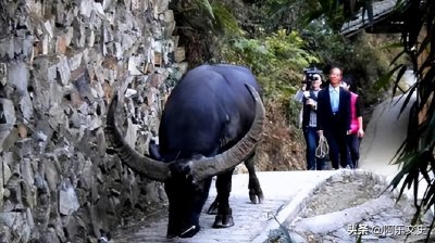 ​雷公山牛王活了27年，去世后500多人送葬，主人年年拿茅台祭祀