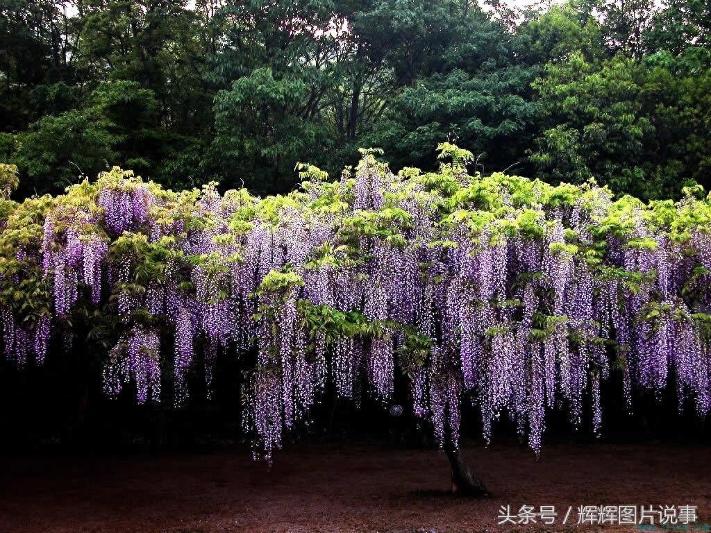 100种花开时间表（上）