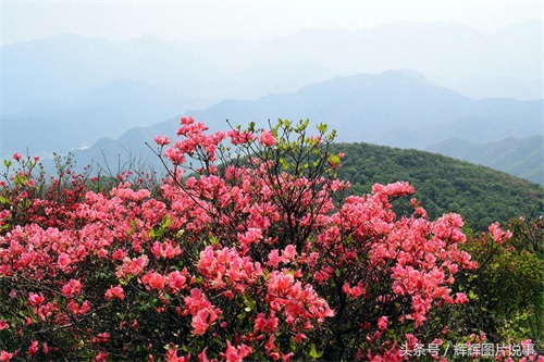 100种花开时间表（上）