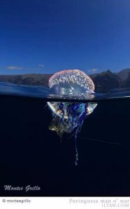 ​动物世界-僧帽水母 Portuguese man o