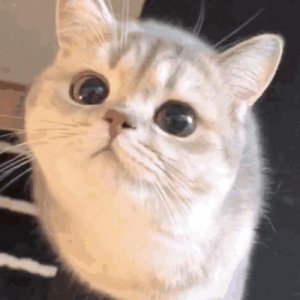 ​亲身经历告诉你：养公猫还是母猫好，差别其实很大