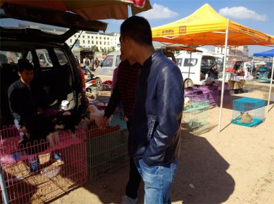 ​狗市：你知道狗市是一个怎样的存在呢？它和农贸市场不一样！