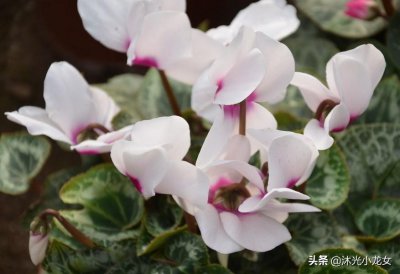 ​仙客来的种植方法