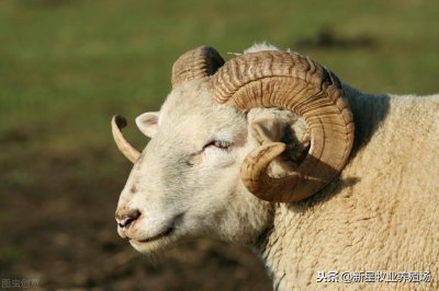 ​农村个人-养殖小尾寒羊的优势在哪 缺点该怎么人工干预弥补