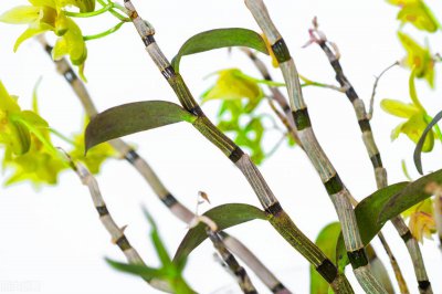 ​健康，原来很简单