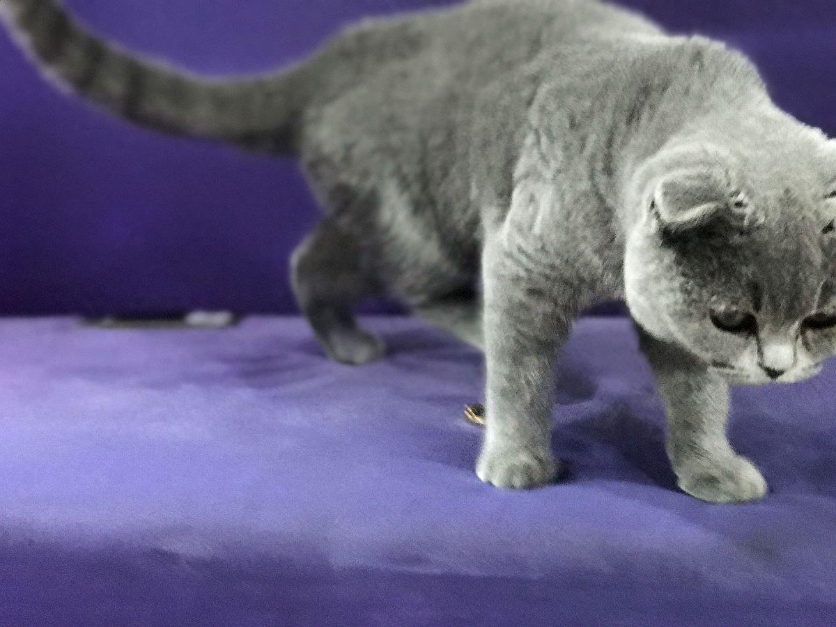 你知道真的有蓝猫吗？快来看看它真正的样子吧