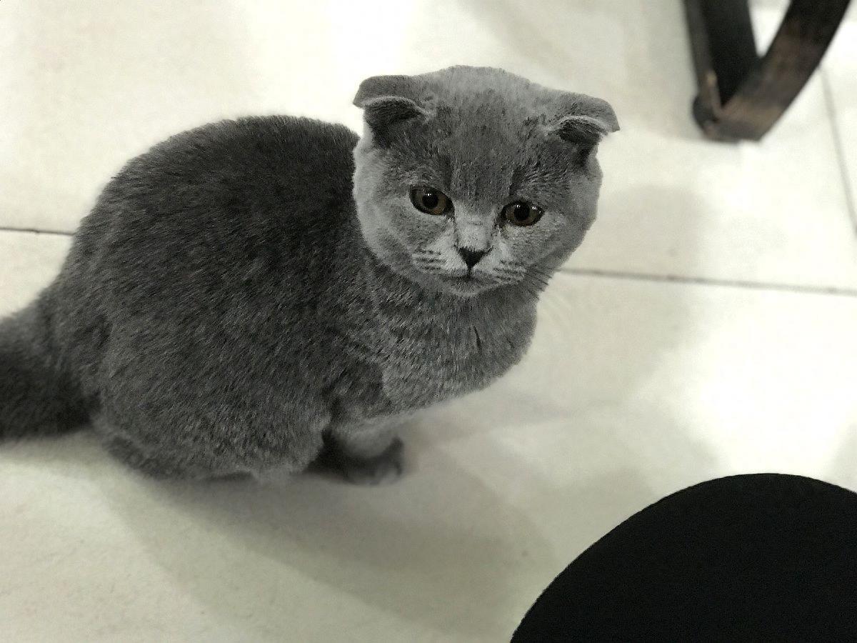 你知道真的有蓝猫吗？快来看看它真正的样子吧